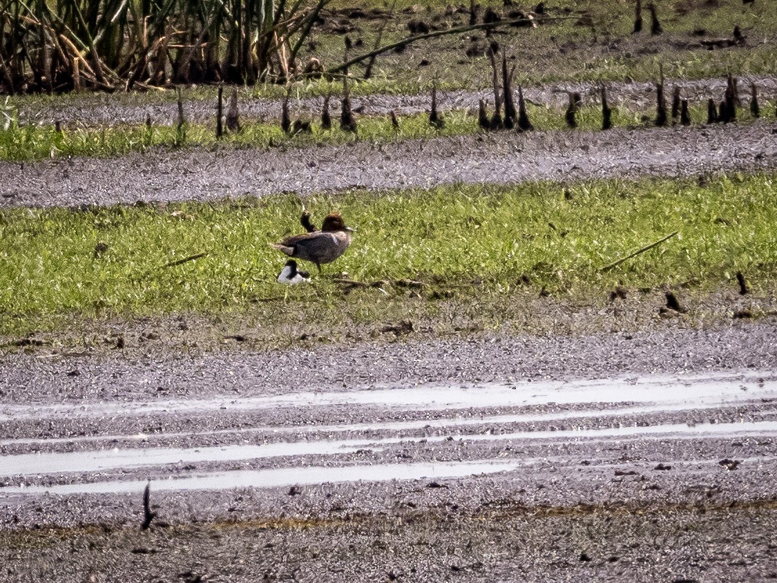 Green-winged Teal - ML582795991