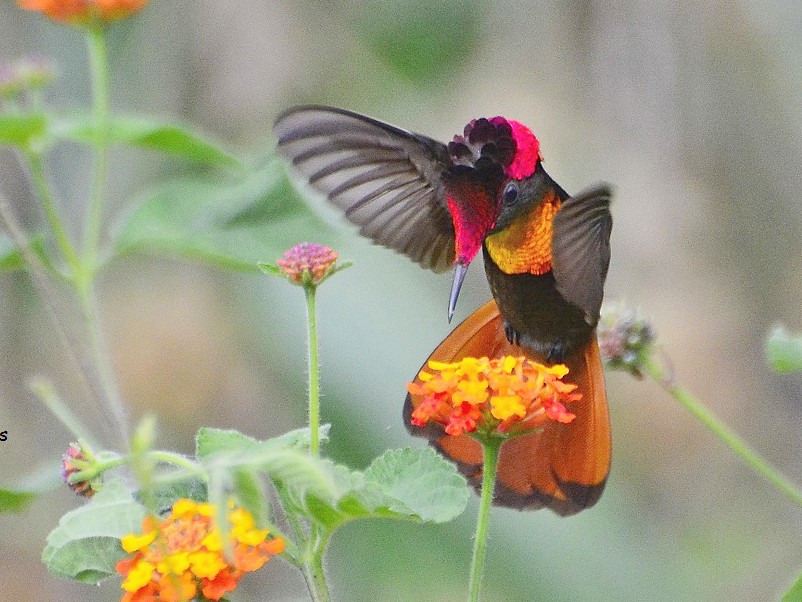 Ruby-topaz Hummingbird - eBird