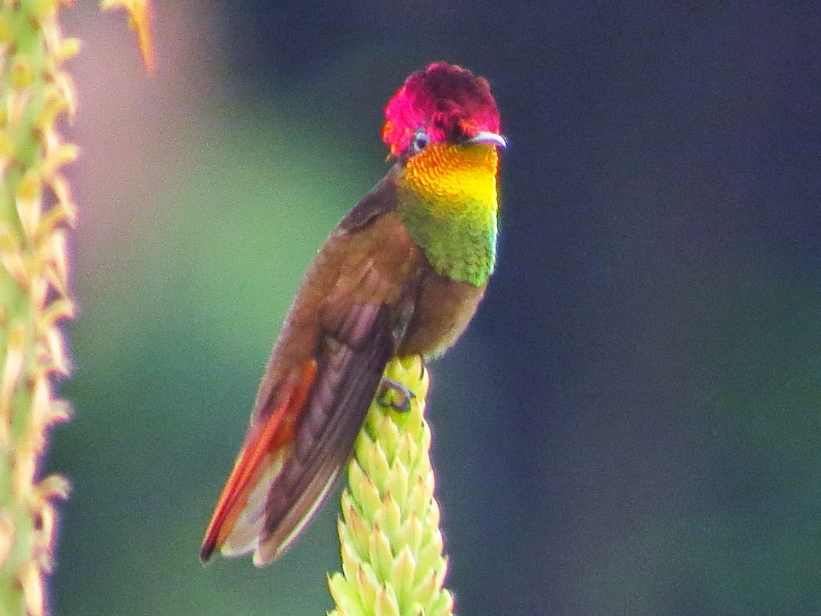 Ruby-topaz Hummingbird - Jorge Muñoz García   CAQUETA BIRDING