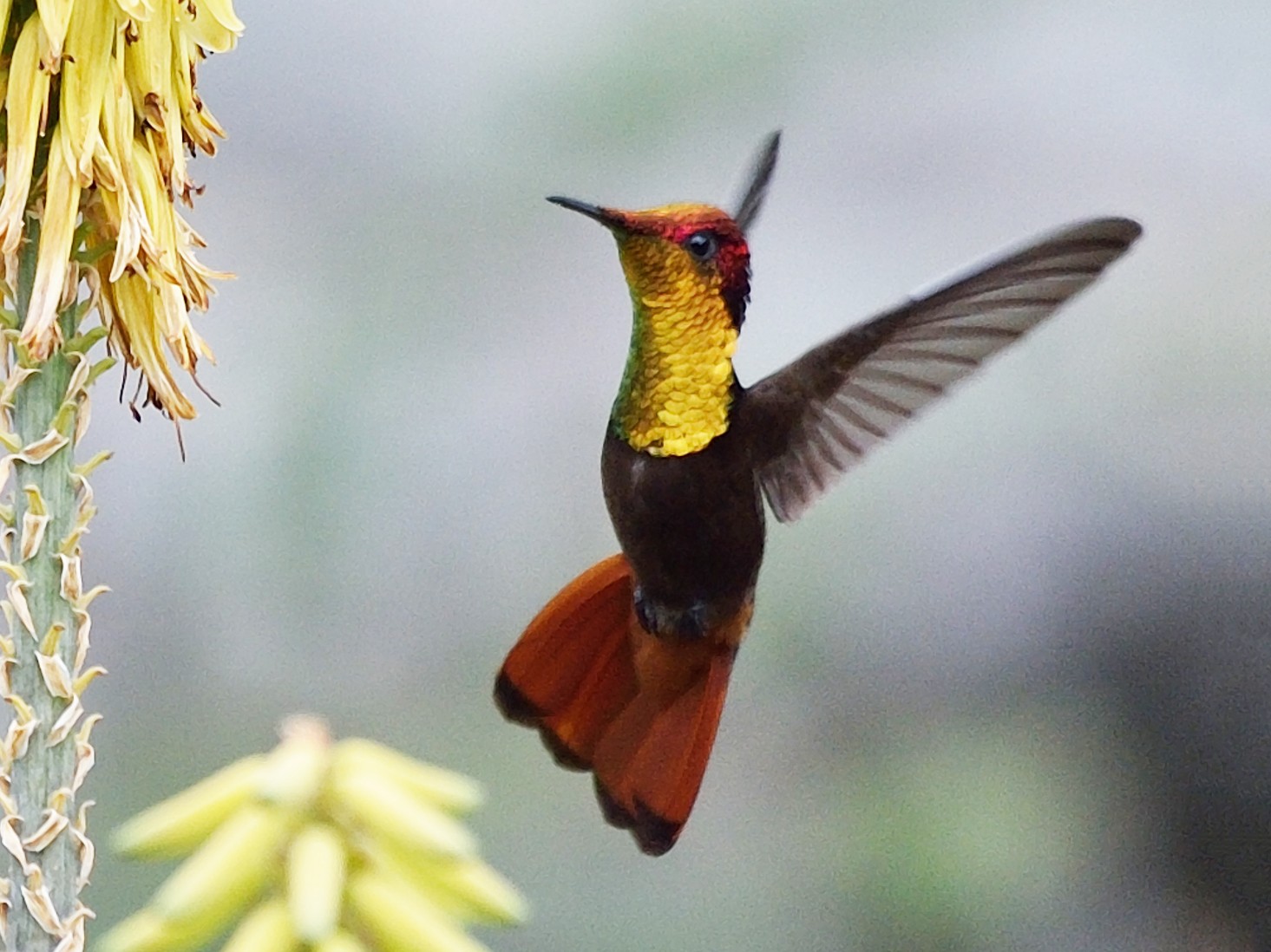 Ruby-topaz Hummingbird - Michiel Oversteegen