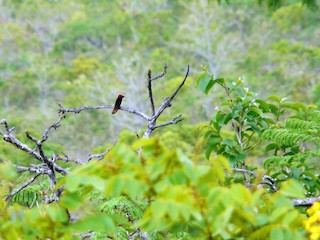 Adult male - Bill Crins - ML58279931