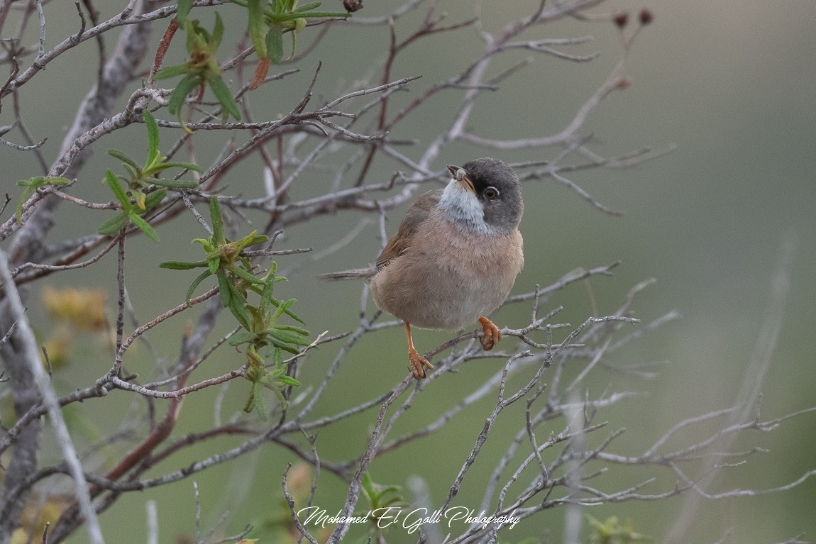 Spectacled Warbler - ML582801251
