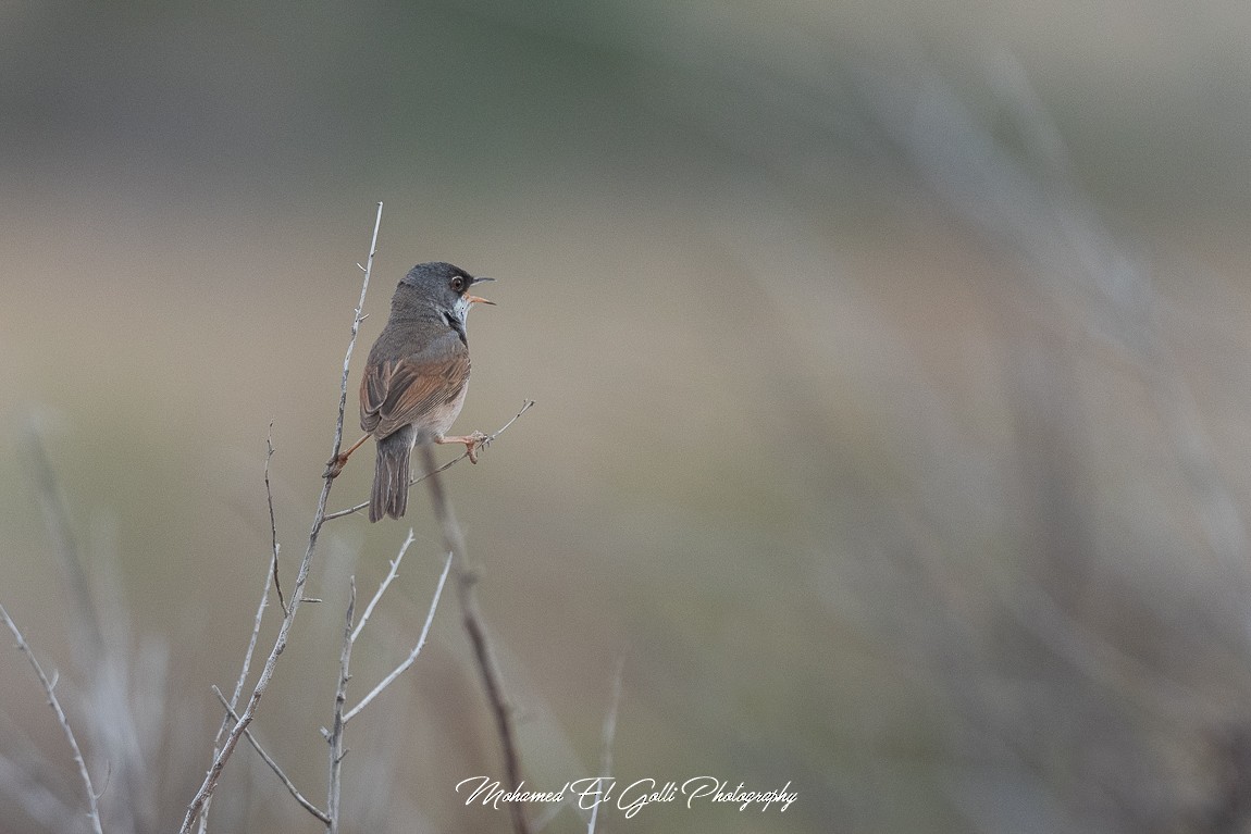 Spectacled Warbler - ML582801301
