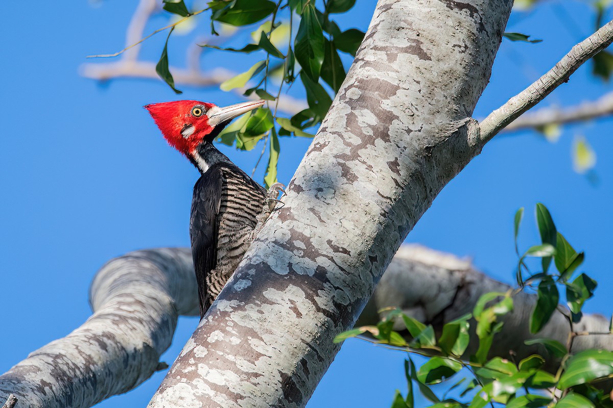 Crimson-crested Woodpecker - ML582801821