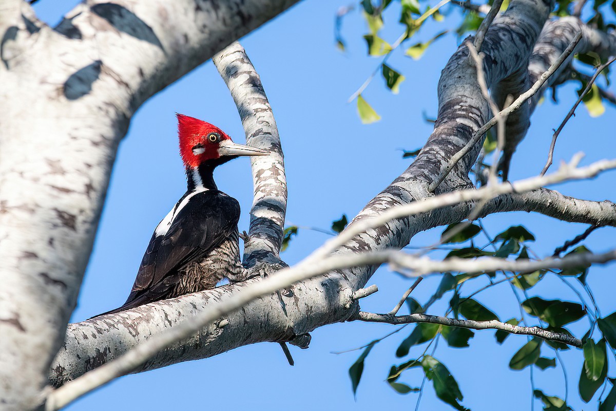 Crimson-crested Woodpecker - ML582801831