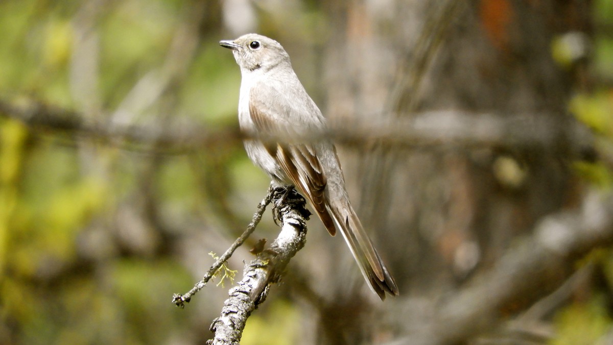Townsend's Solitaire - Gayla Gray