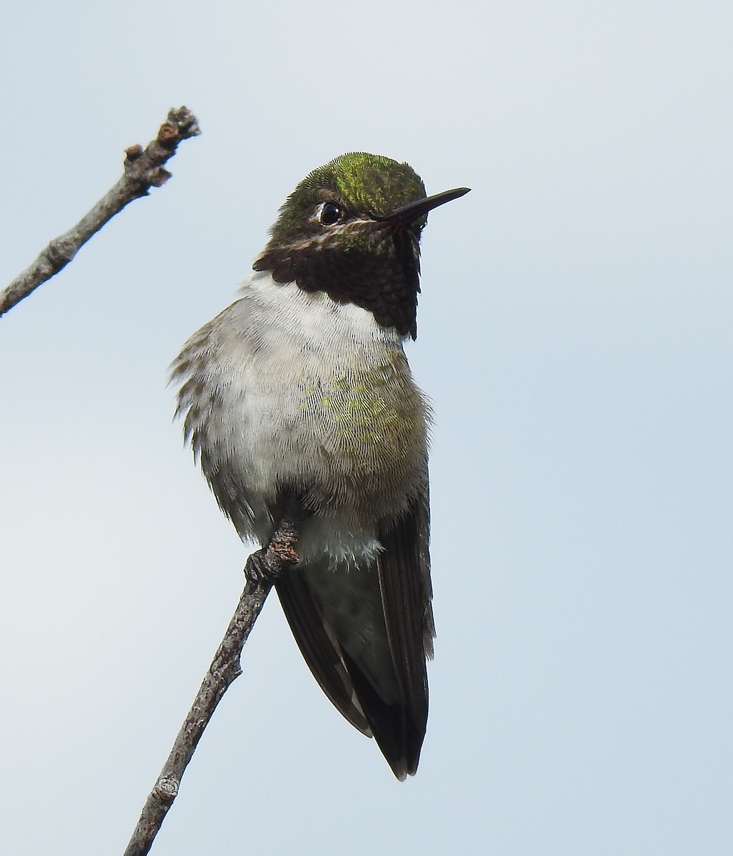 Broad-tailed Hummingbird - ML582806361