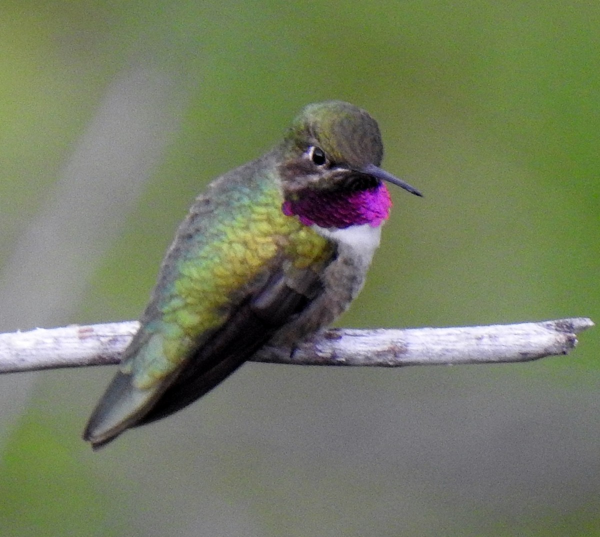 Broad-tailed Hummingbird - ML582807201