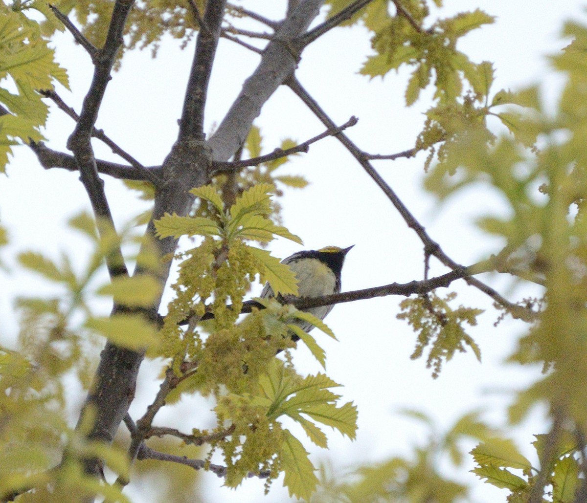 Black-throated Green Warbler - Mark Nenadov