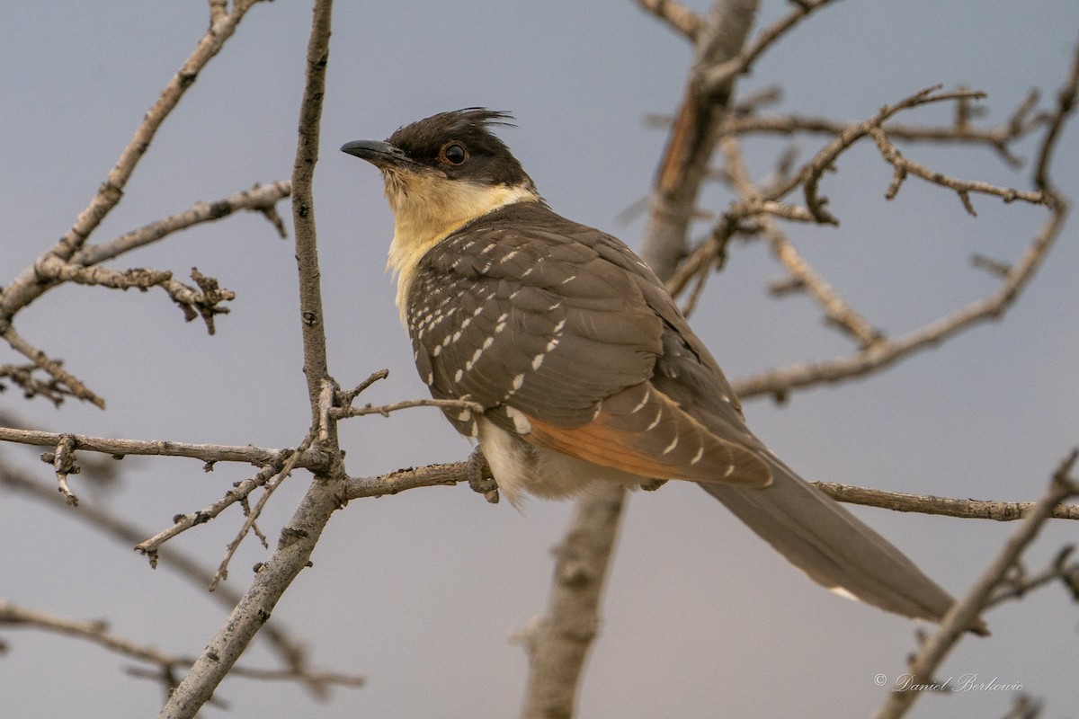 Great Spotted Cuckoo - ML582808291