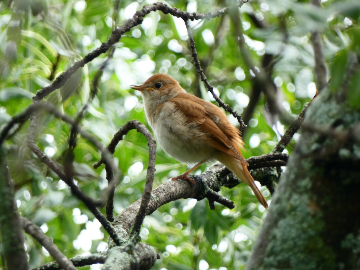 Common Nightingale - ML582811501