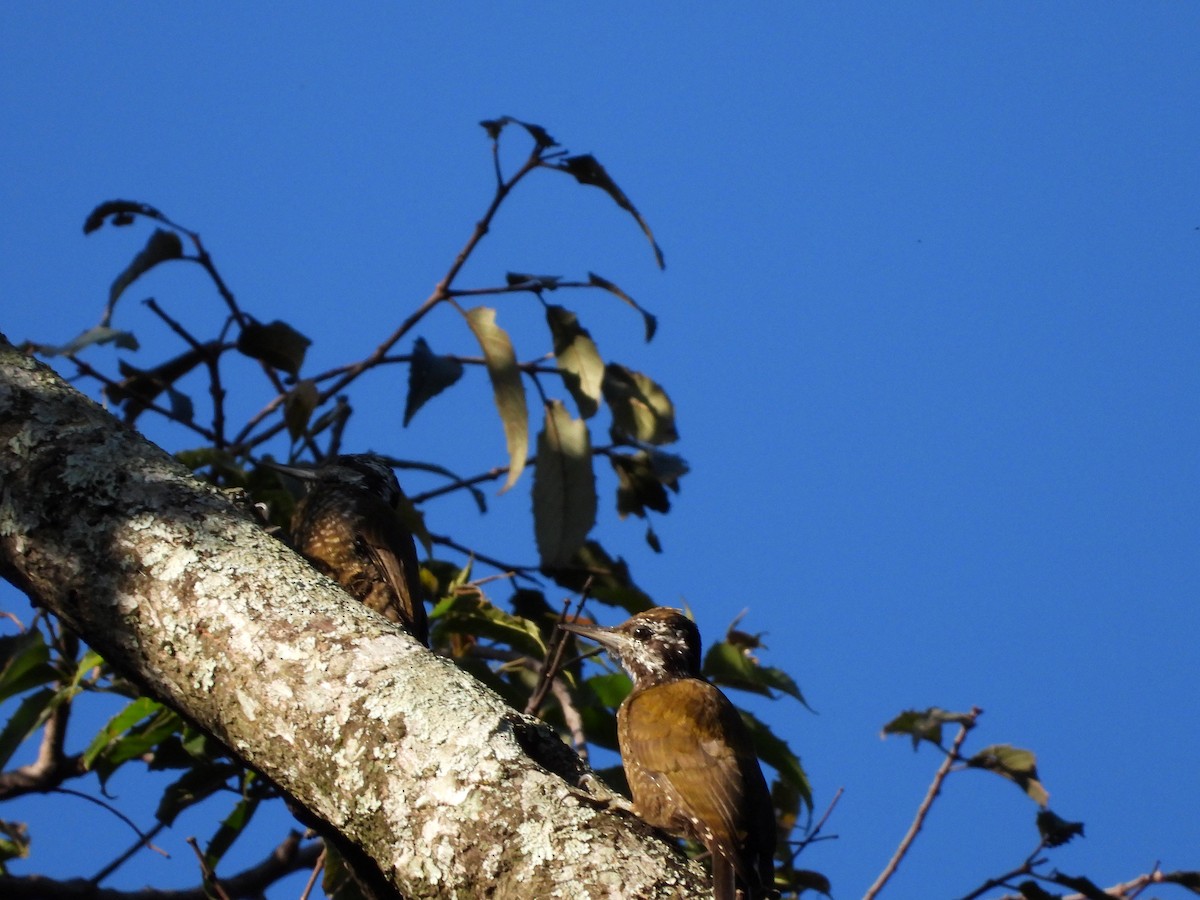 Golden-crowned Woodpecker - ML582812401