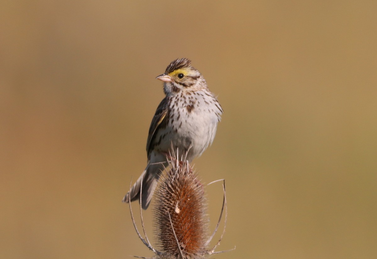 Savannah Sparrow - ML582814281