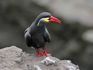  - Inca Tern