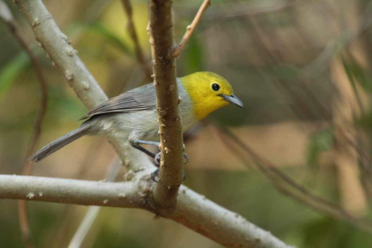 Yellow-headed Warbler - Stephen and Felicia Cook