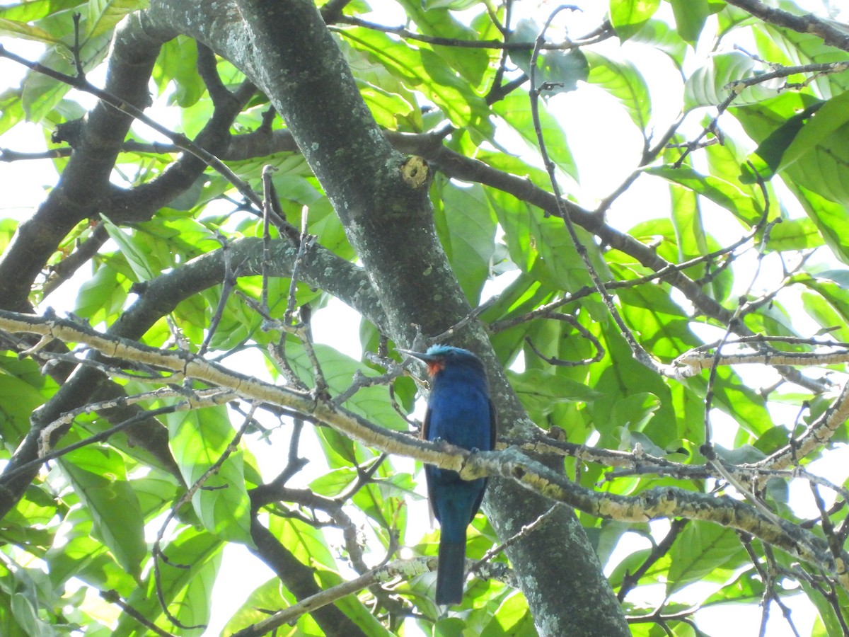 Blue-headed Bee-eater - ML582818291