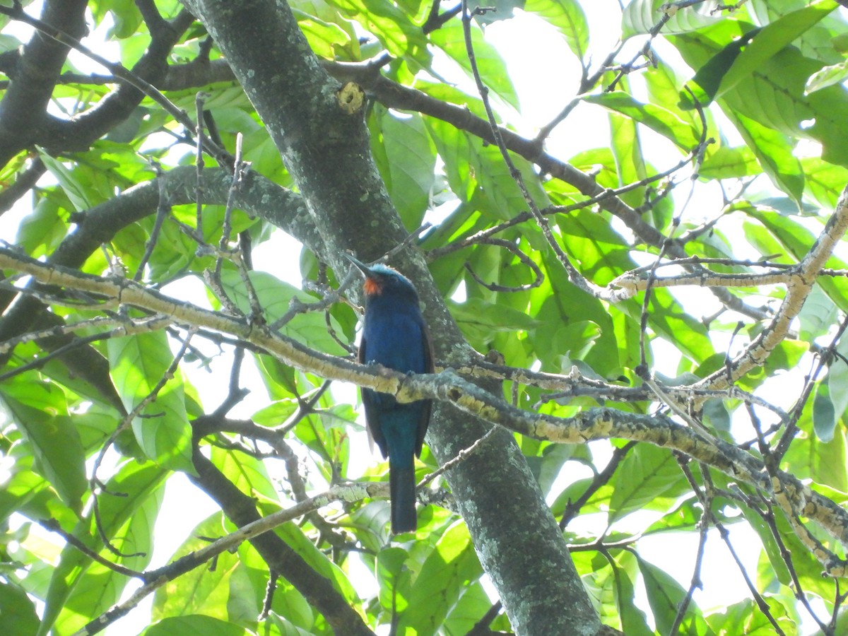 Blue-headed Bee-eater - ML582818301
