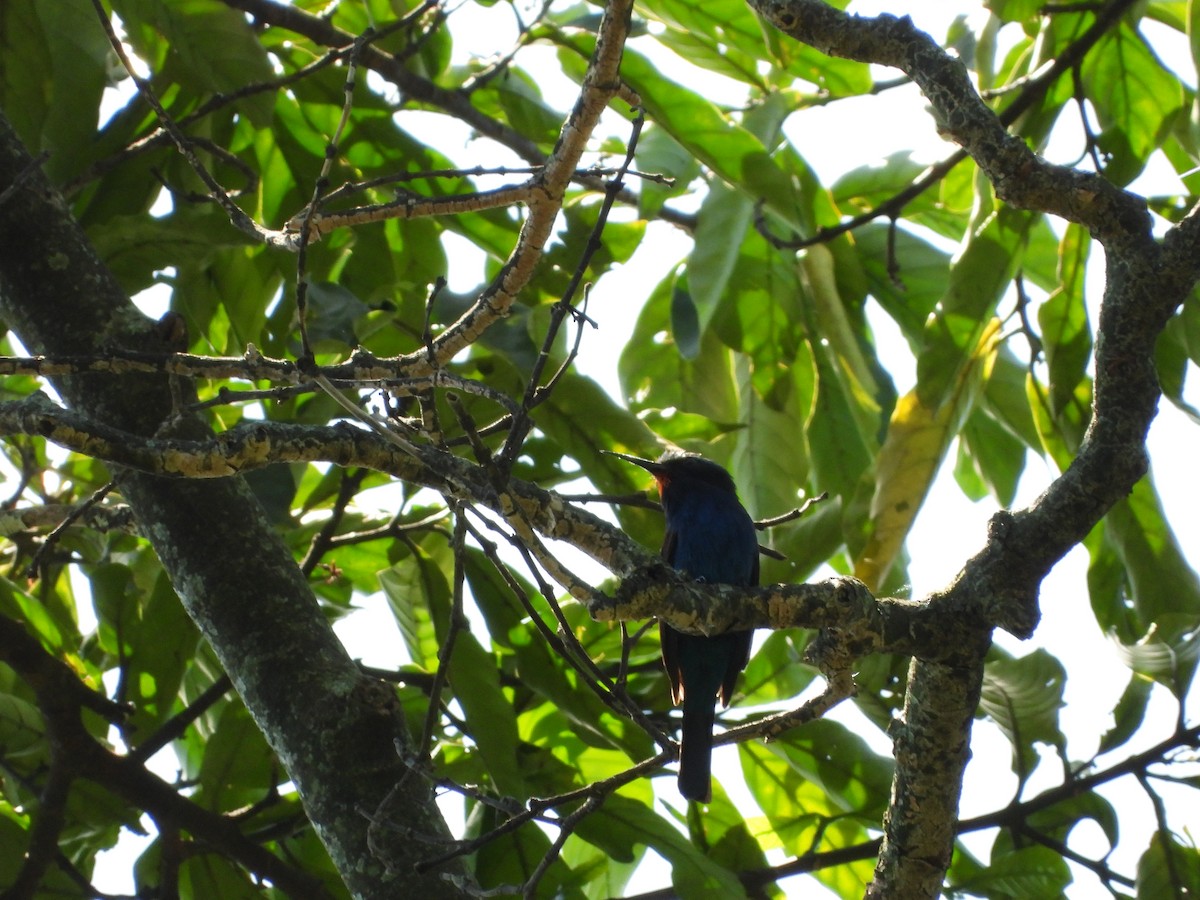 Blue-headed Bee-eater - Luis Gonzalez