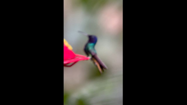kolibřík zlatochvostý - ML582819261