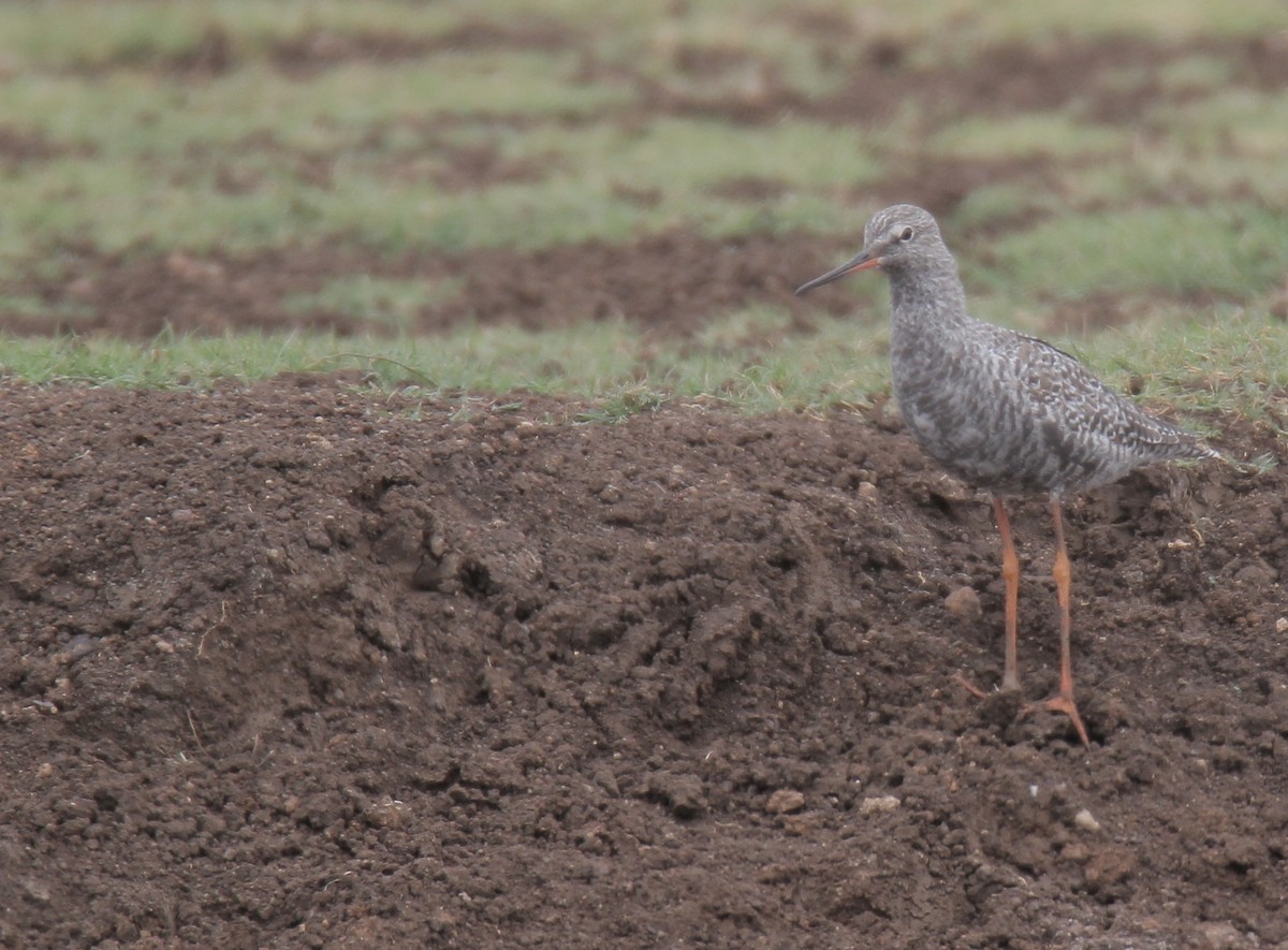 Spotted Redshank - ML58282111