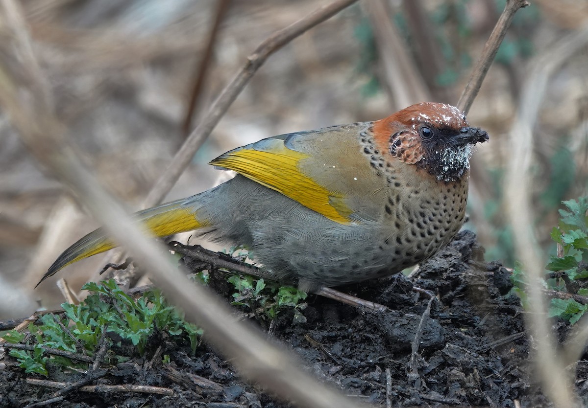 Chestnut-crowned Laughingthrush - ML582822311