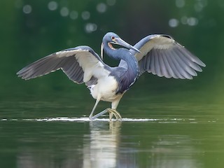  - Tricolored Heron