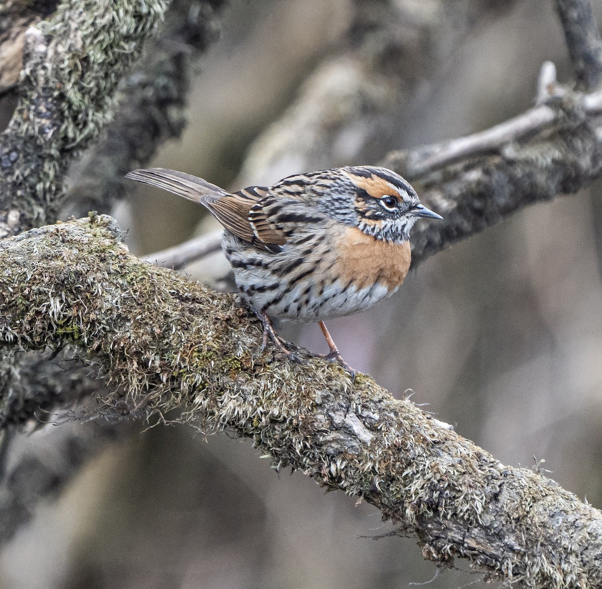 Rufous-breasted Accentor - ML582827691