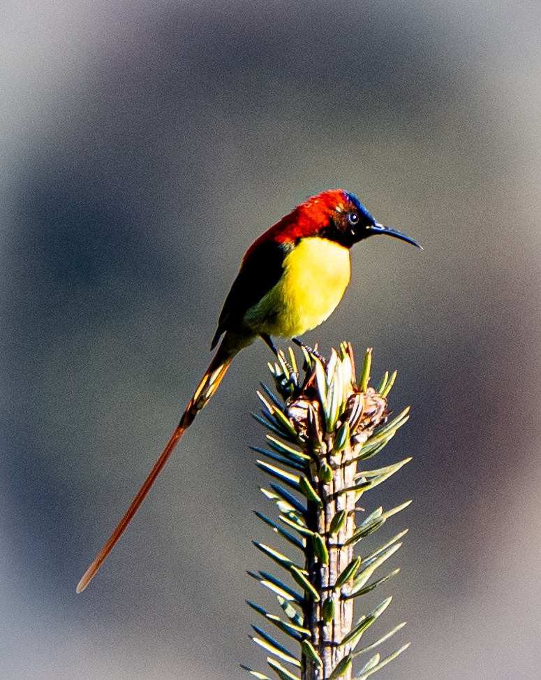 Fire-tailed Sunbird - Anirban Kundu