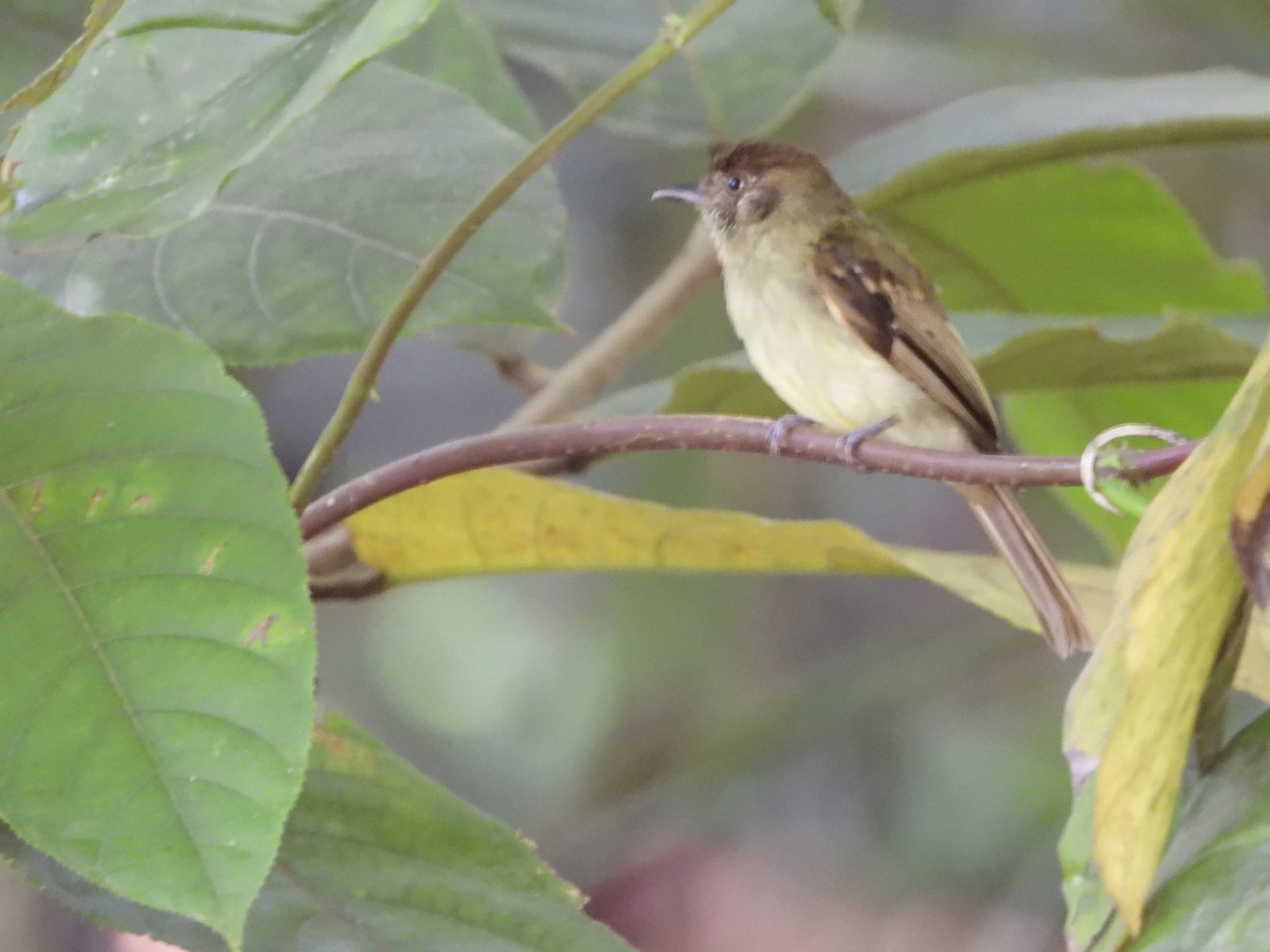 Sepia-capped Flycatcher - ML582833871