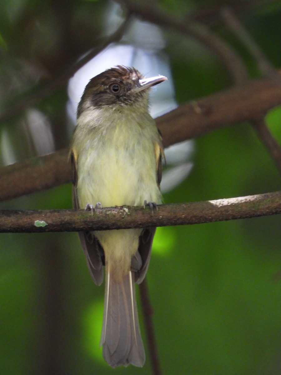 Sepia-capped Flycatcher - ML582833901