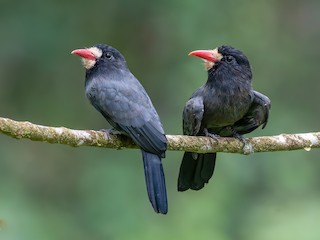  - White-fronted Nunbird