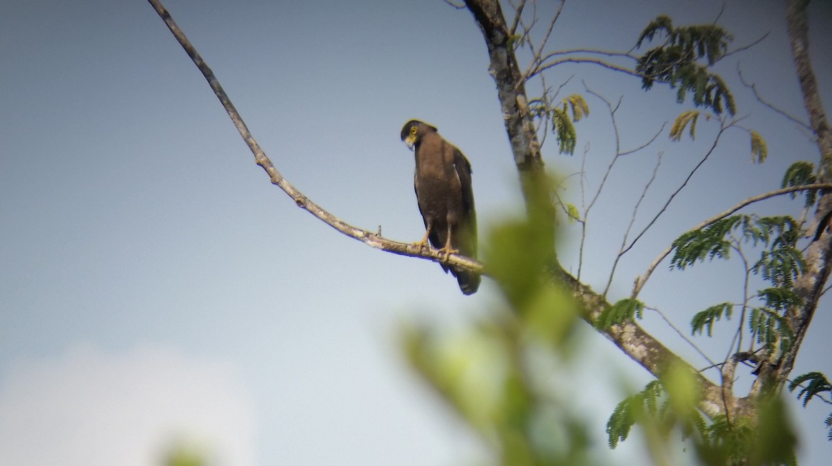 Crested Serpent-Eagle - ML58283471