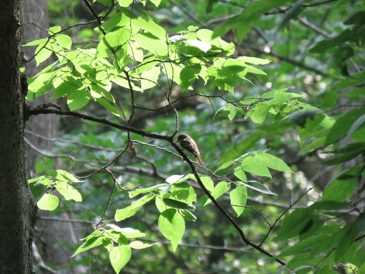 eBird Checklist 9 Jun 2023 Densmore Park, Lincoln USNE 40.74449
