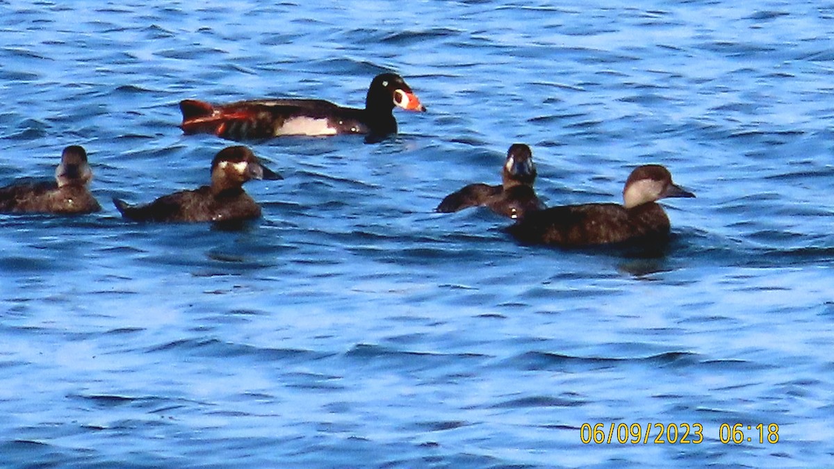 eBird Checklist - 9 Jun 2023 - Nickerson Beach - 26 species