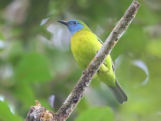  - Blue-masked Leafbird