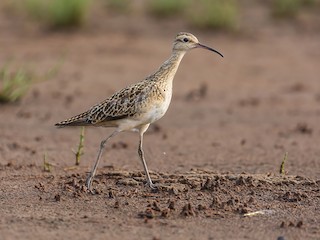  - Little Curlew