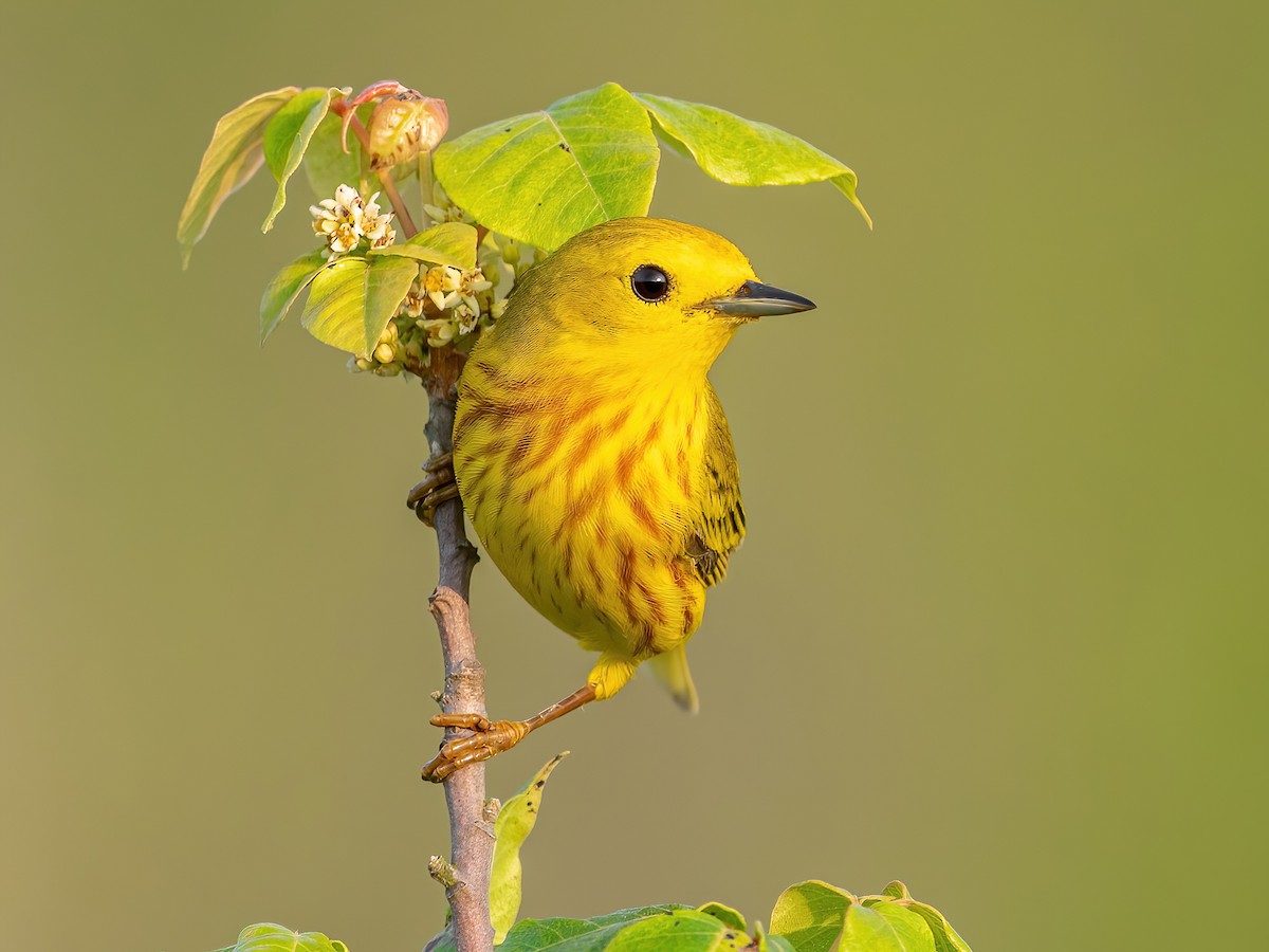 Yellow Warbler - Setophaga petechia - Birds of the World