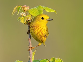  - Yellow Warbler