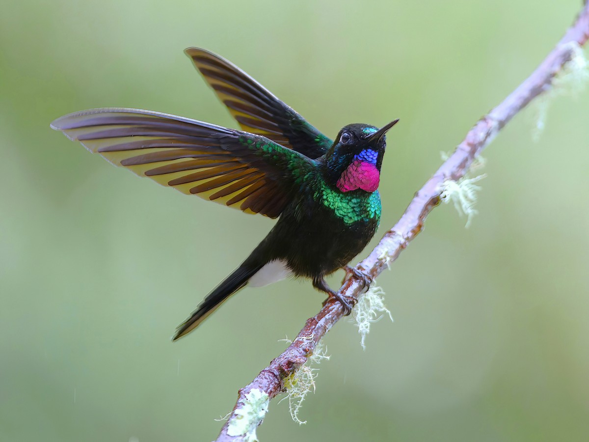 Tourmaline Sunangel - Heliangelus exortis - Birds of the World