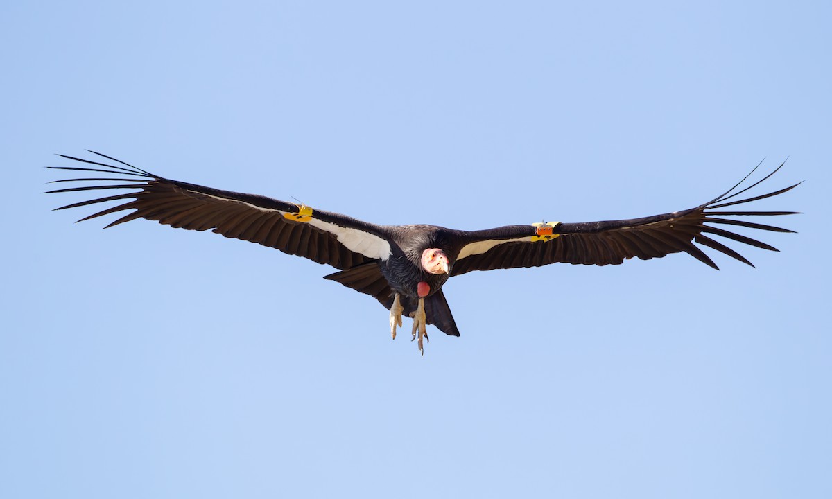 Condor de Californie - ML582838851