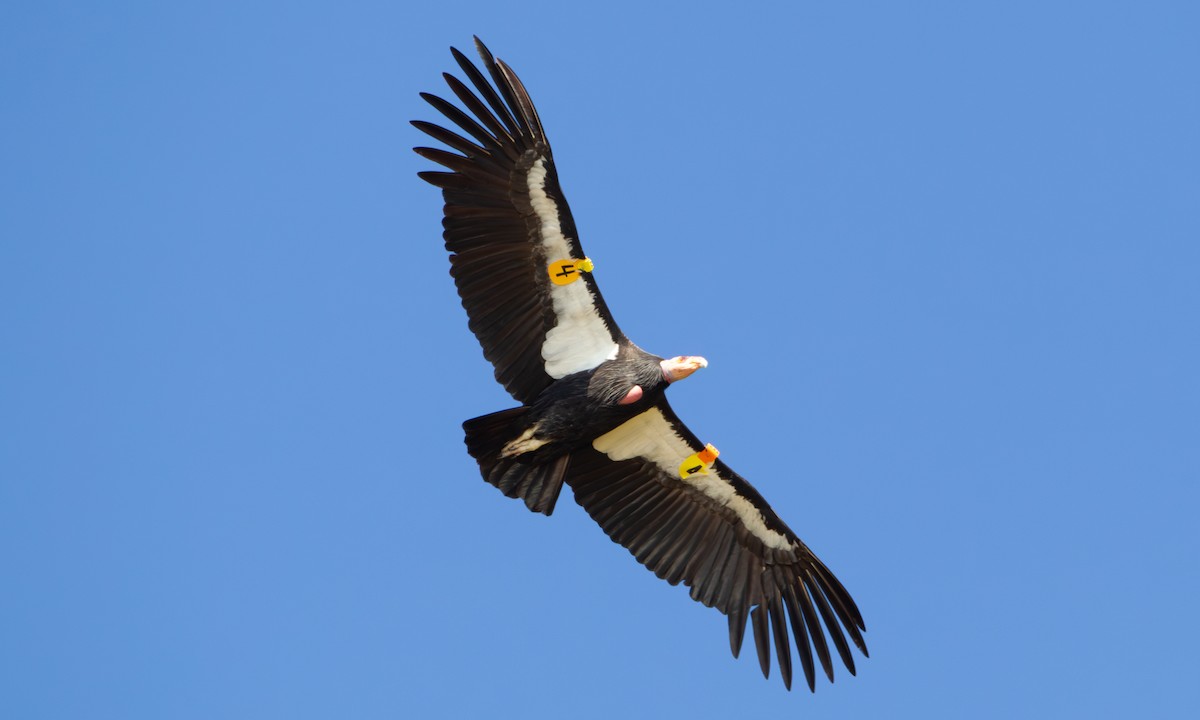 Condor de Californie - ML582838871