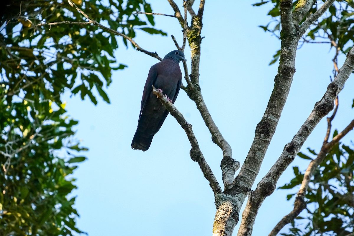 Delegorgue's Pigeon - Marc Cronje- Nature Travel Birding