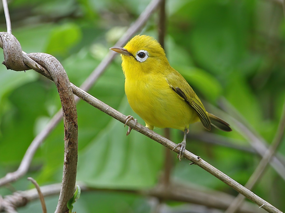 Wakatobi White-eye - Zosterops flavissimus - Birds of the World