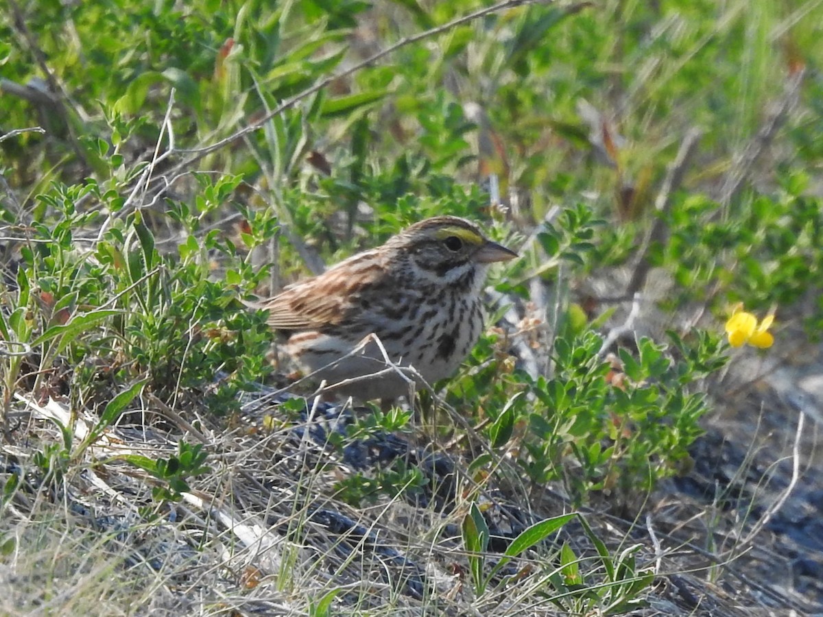 Savannah Sparrow - ML582841891