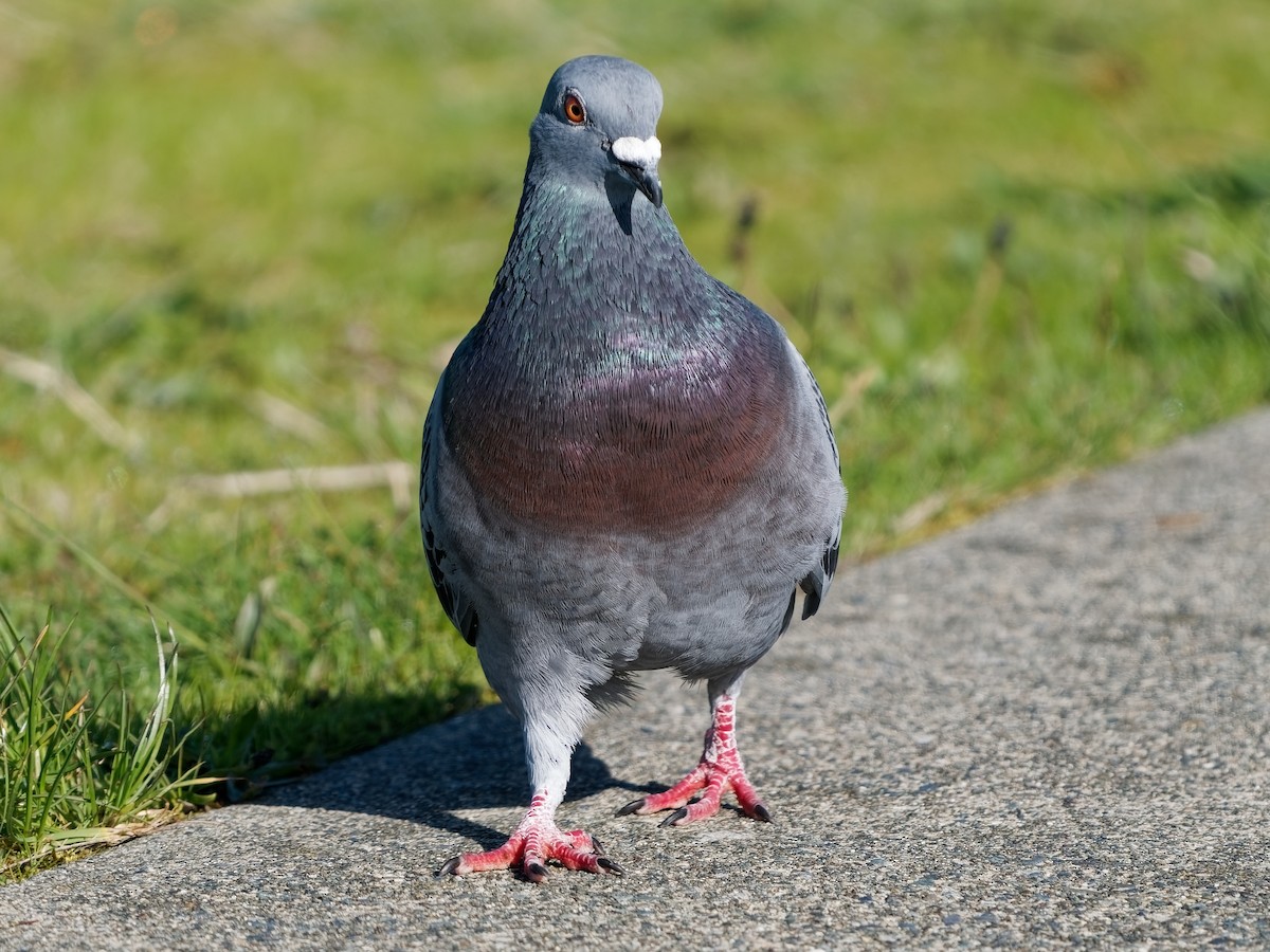 Rock Pigeon (Feral Pigeon) - ML582848851