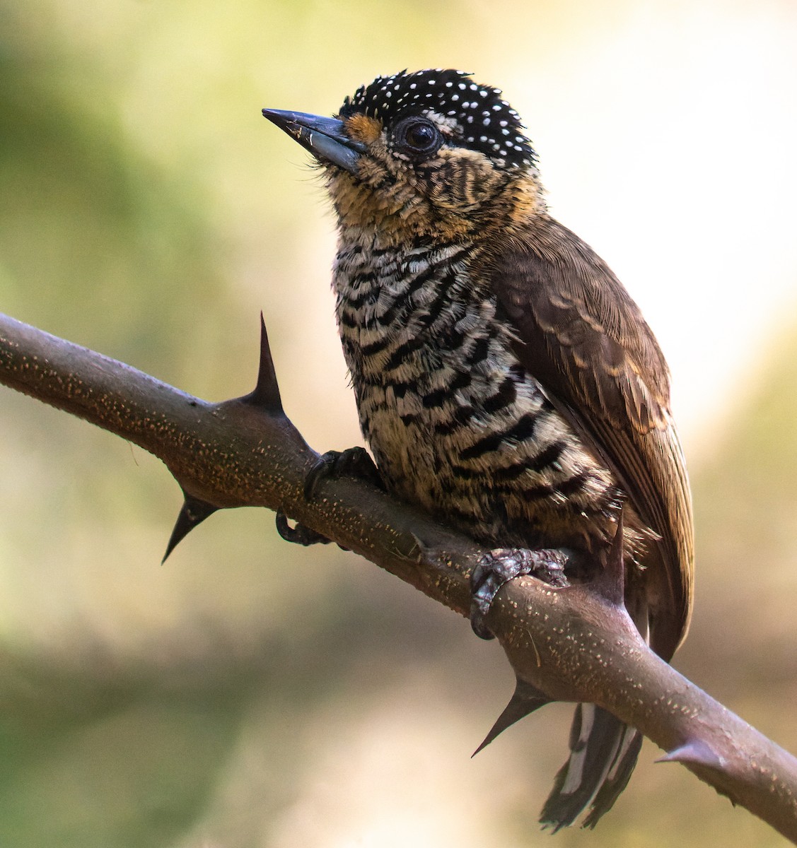 Ochre-collared Piculet - ML582852131