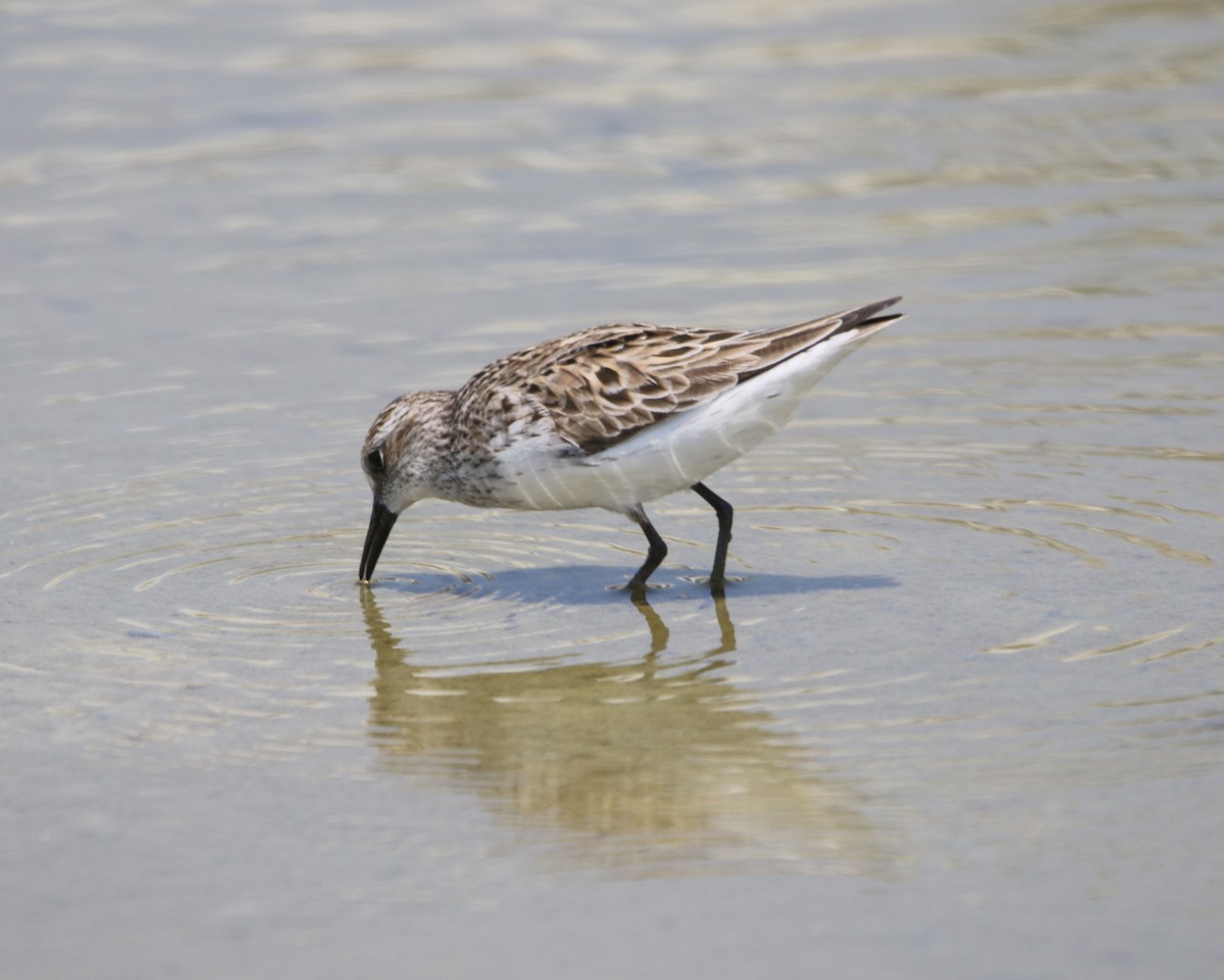 Semipalmated Sandpiper - ML582852581