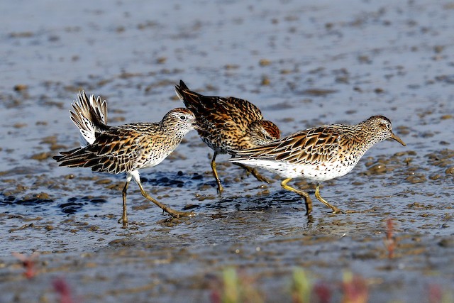 First and/or Definitive Alternate Sharp-tailed Sandpiper.s - Sharp-tailed Sandpiper - 