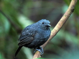  - Slate-colored Antbird