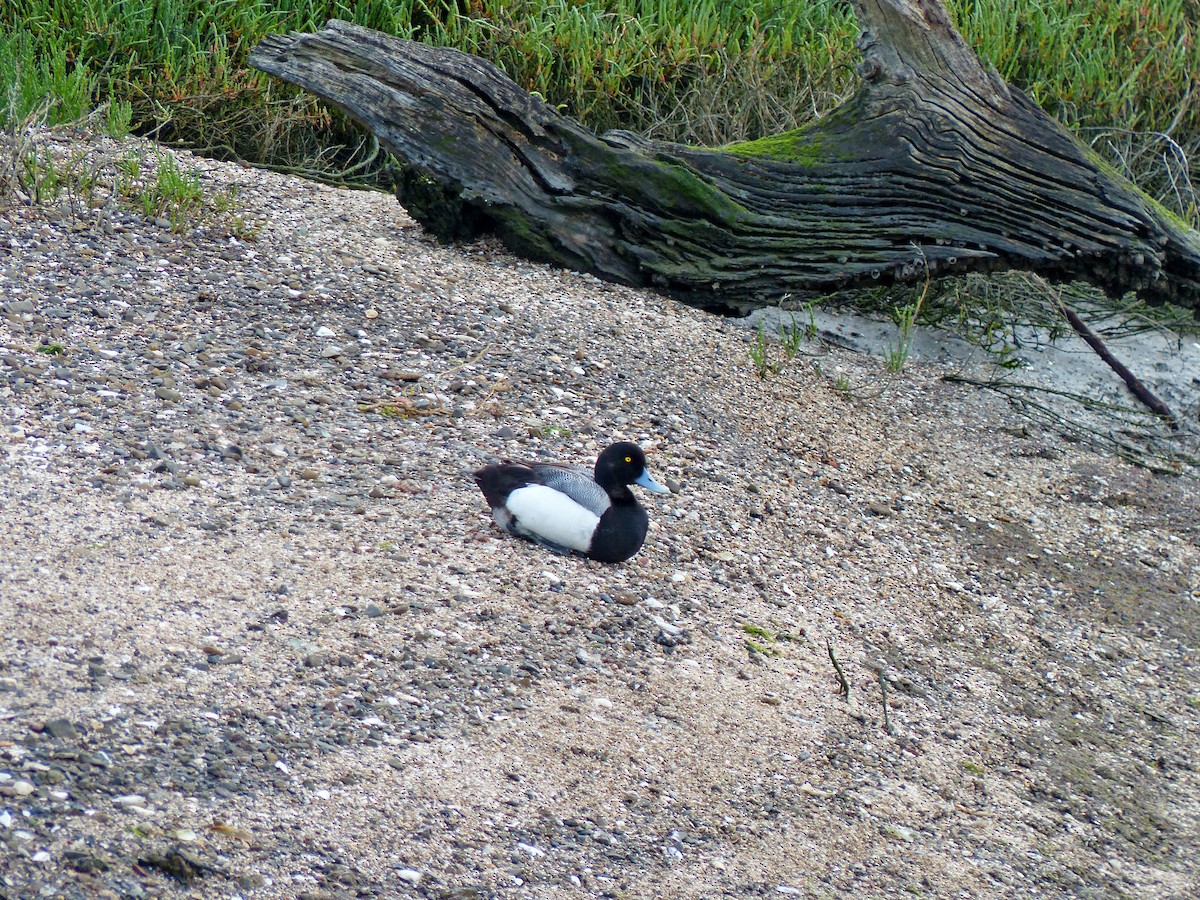 Greater Scaup - ML582862791
